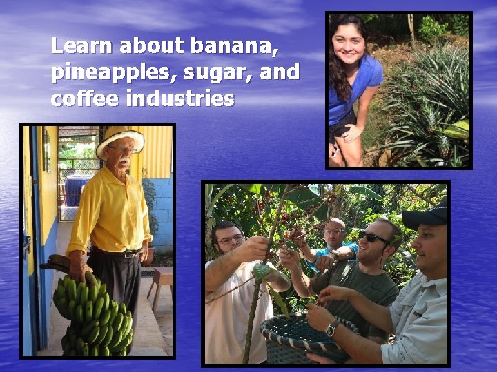 Learn about banana, pineapples, sugar, and coffee industries 