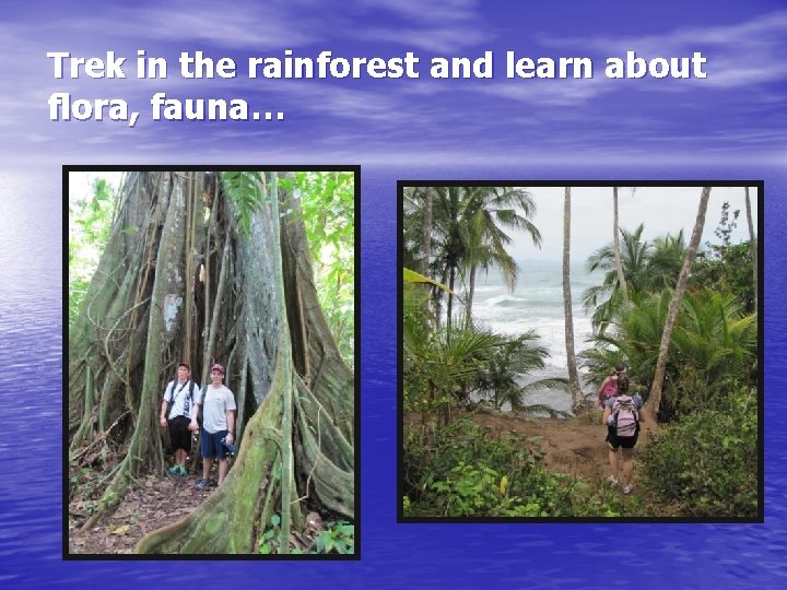 Trek in the rainforest and learn about flora, fauna… 