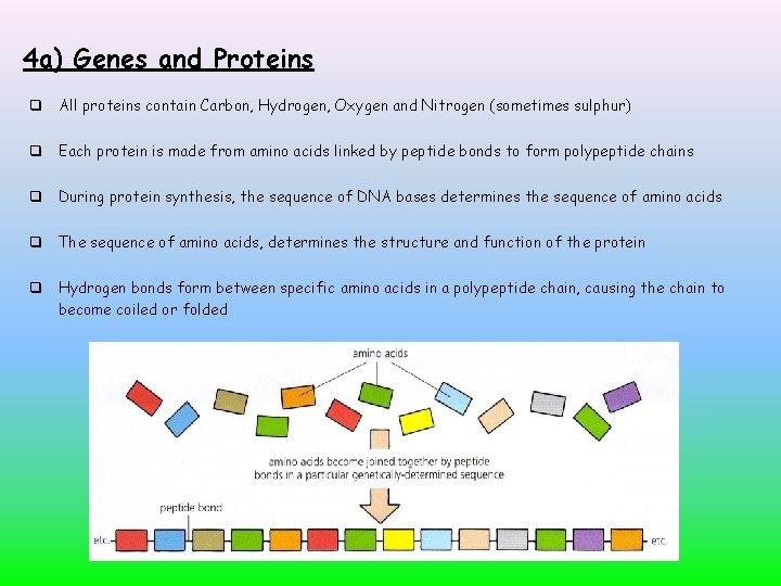 4 a) Genes and Proteins All proteins contain Carbon, Hydrogen, Oxygen and Nitrogen (sometimes