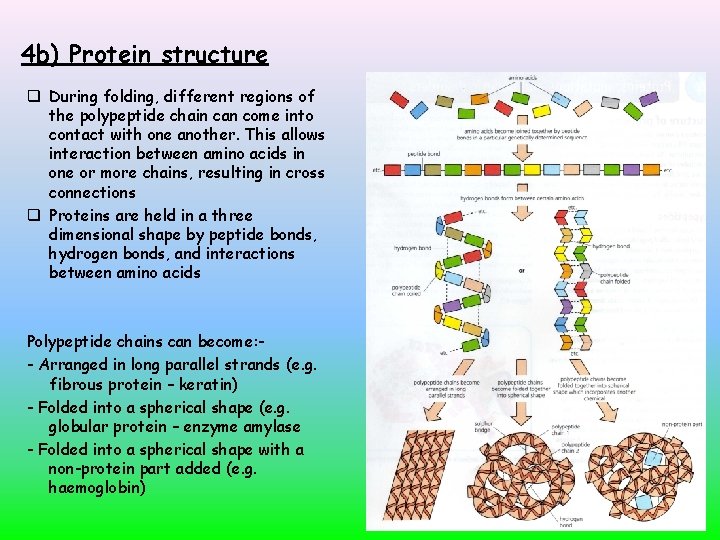 4 b) Protein structure During folding, different regions of the polypeptide chain can come