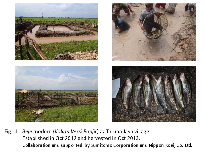 Fig 11. Beje modern (Kolam Versi Banjir) at Taruna Jaya village Established in Oct