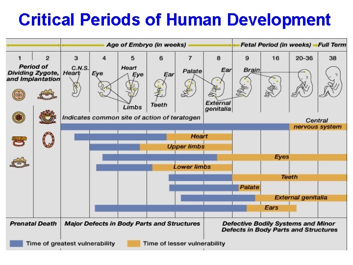 Critical Periods of Human Development 