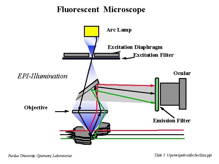 Fluorescent Microscope Arc Lamp Excitation Diaphragm Excitation Filter EPI-Illumination Ocular Objective Emission Filter Purdue