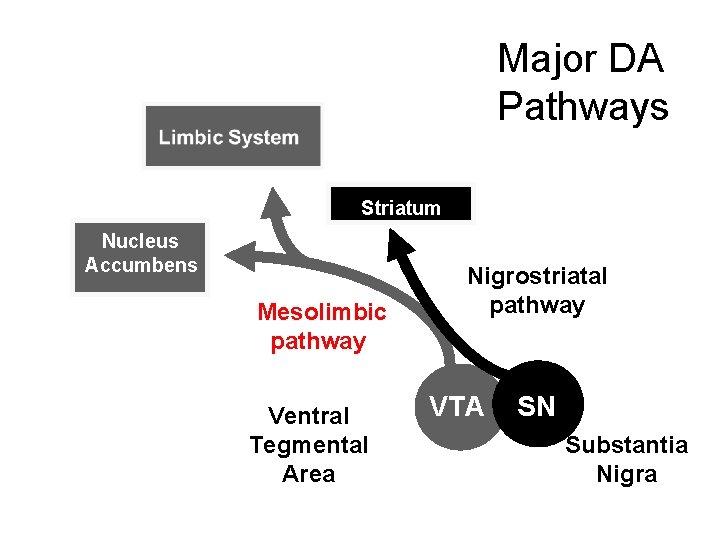 Major DA Pathways Striatum Nucleus Accumbens Mesolimbic pathway Ventral Tegmental Area Nigrostriatal pathway VTA