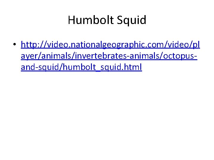 Humbolt Squid • http: //video. nationalgeographic. com/video/pl ayer/animals/invertebrates-animals/octopusand-squid/humbolt_squid. html 