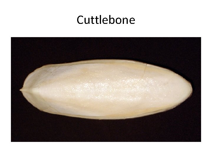 Cuttlebone 