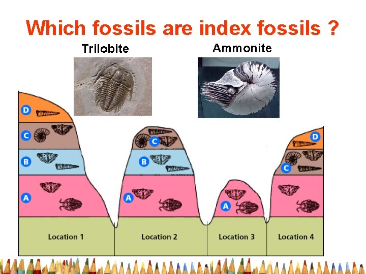 Which fossils are index fossils ? Trilobite Ammonite 