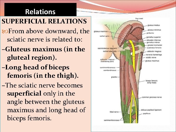 Relations SUPERFICIAL RELATIONS From above downward, the sciatic nerve is related to: –Gluteus maximus