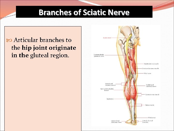Branches of Sciatic Nerve Articular branches to the hip joint originate in the gluteal