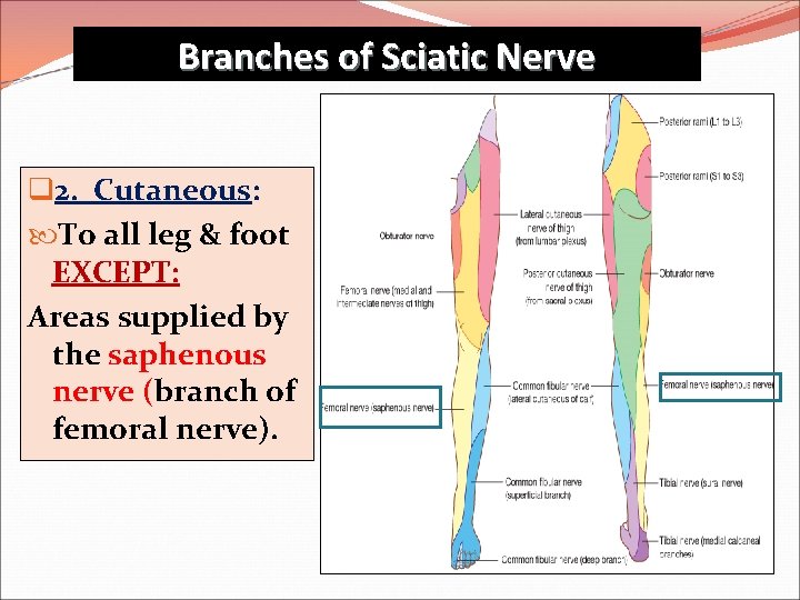 Branches of Sciatic Nerve q 2. Cutaneous: To all leg & foot EXCEPT: Areas