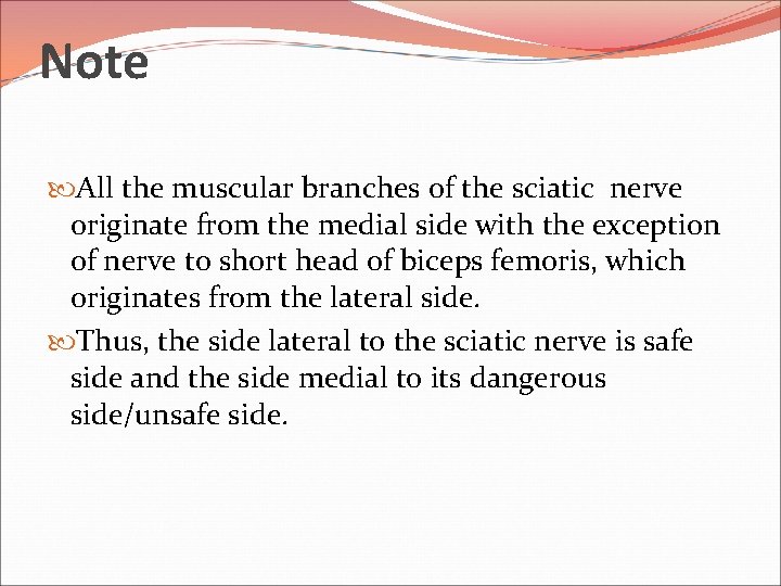 Note All the muscular branches of the sciatic nerve originate from the medial side