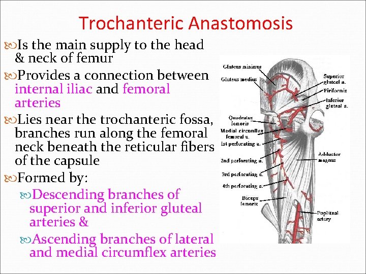 Trochanteric Anastomosis Is the main supply to the head & neck of femur Provides
