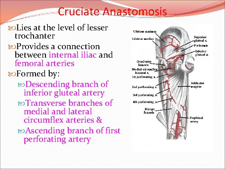 Cruciate Anastomosis Lies at the level of lesser trochanter Provides a connection between internal