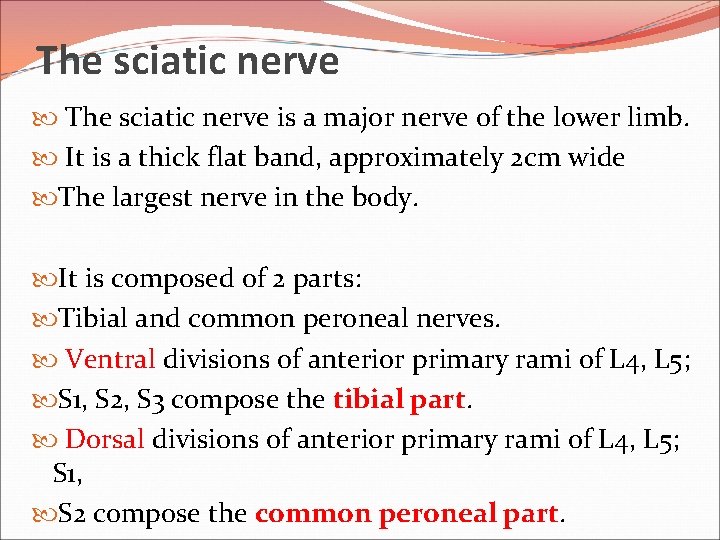 The sciatic nerve is a major nerve of the lower limb. It is a