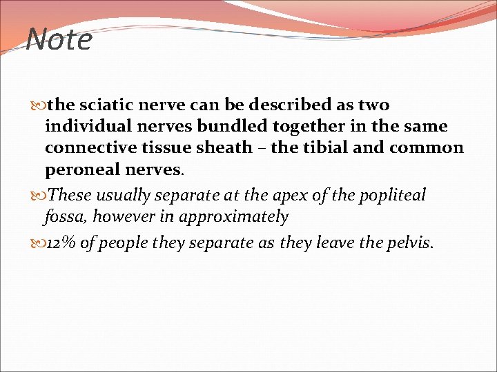 Note the sciatic nerve can be described as two individual nerves bundled together in