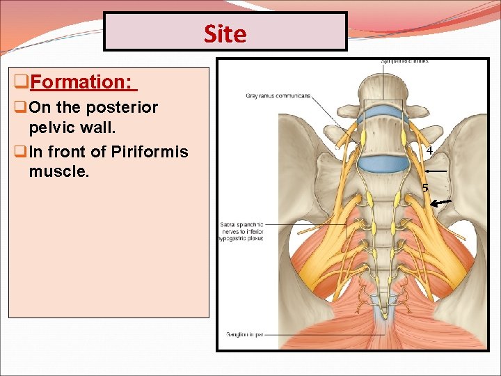 Site q. Formation: q On the posterior pelvic wall. q In front of Piriformis