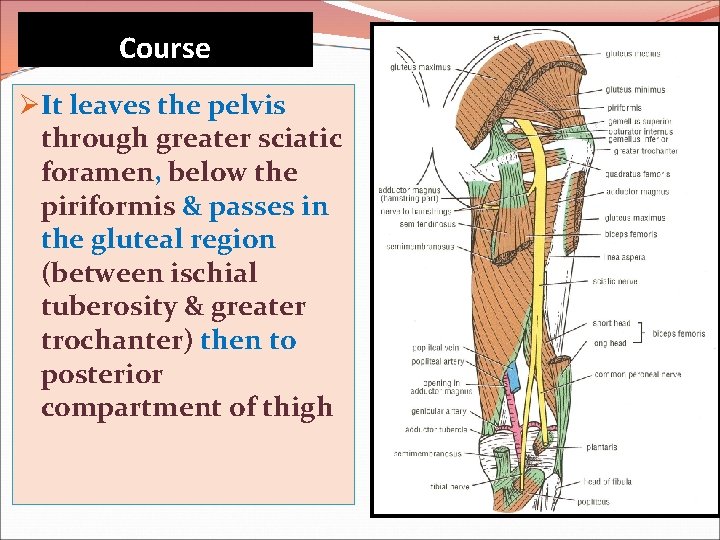 Course ØIt leaves the pelvis through greater sciatic foramen, below the piriformis & passes