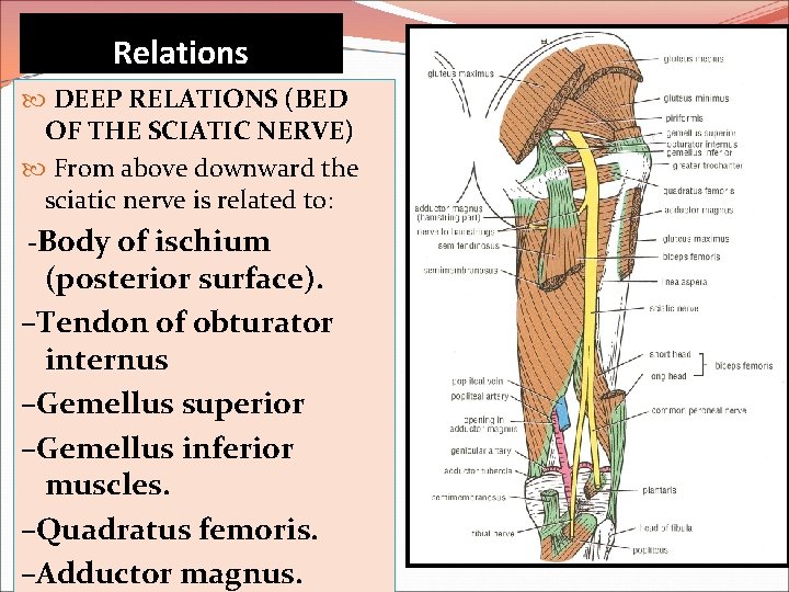 Relations DEEP RELATIONS (BED OF THE SCIATIC NERVE) From above downward the sciatic nerve
