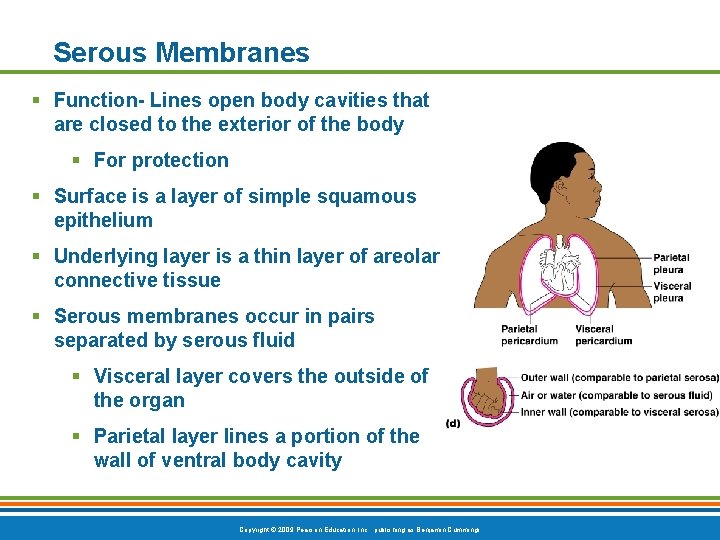Serous Membranes § Function- Lines open body cavities that are closed to the exterior