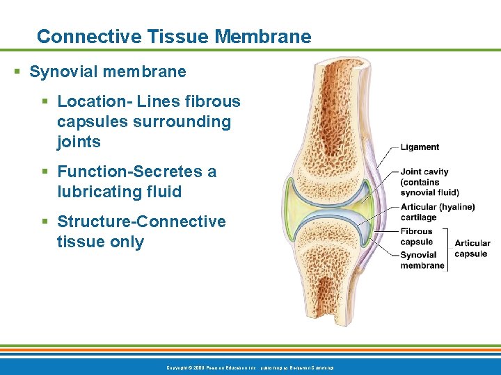 Connective Tissue Membrane § Synovial membrane § Location- Lines fibrous capsules surrounding joints §