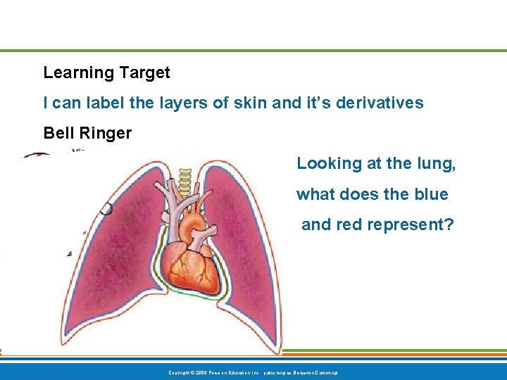 Learning Target I can label the layers of skin and it’s derivatives Bell Ringer