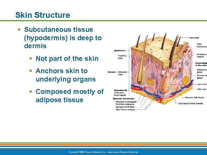 Skin Structure § Subcutaneous tissue (hypodermis) is deep to dermis § Not part of