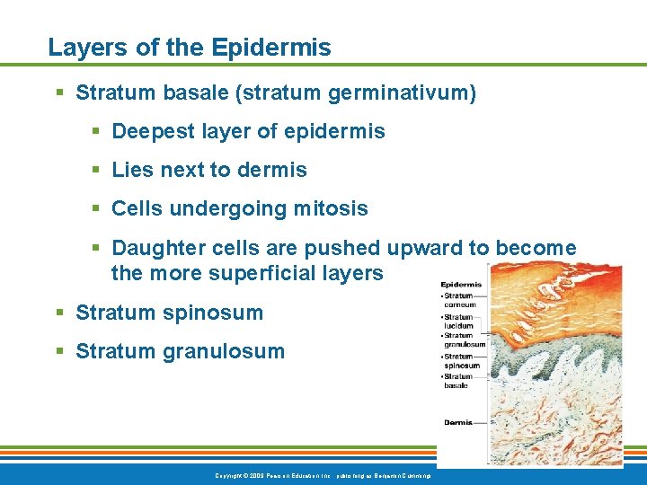 Layers of the Epidermis § Stratum basale (stratum germinativum) § Deepest layer of epidermis