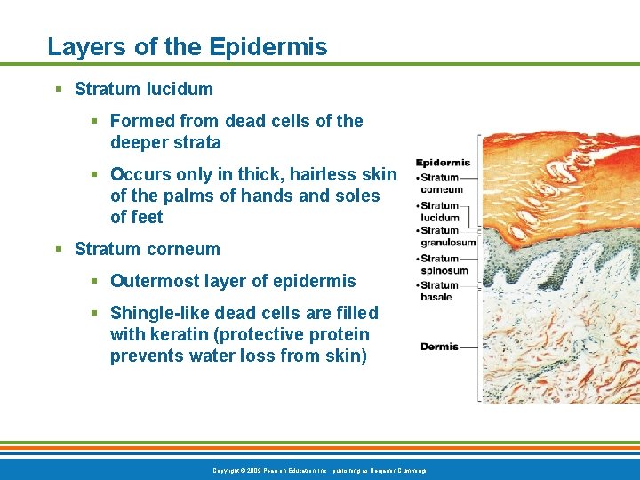 Layers of the Epidermis § Stratum lucidum § Formed from dead cells of the