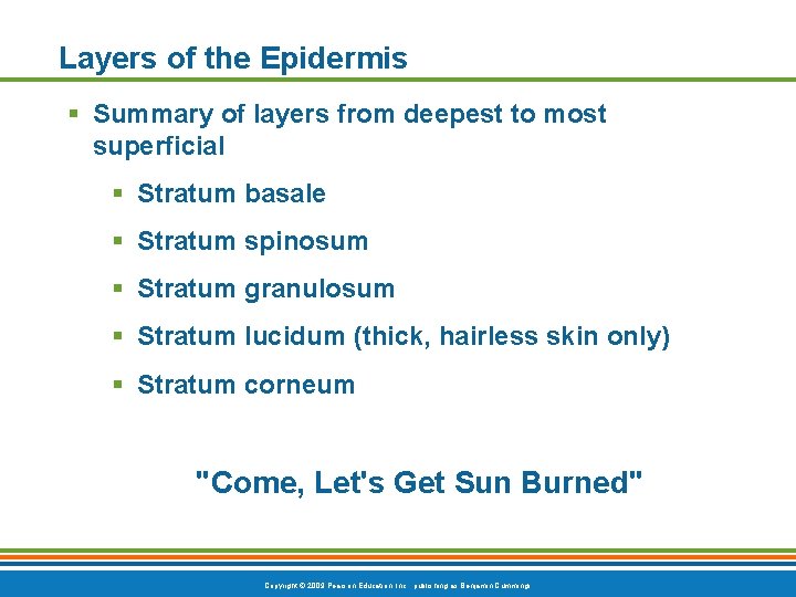 Layers of the Epidermis § Summary of layers from deepest to most superficial §