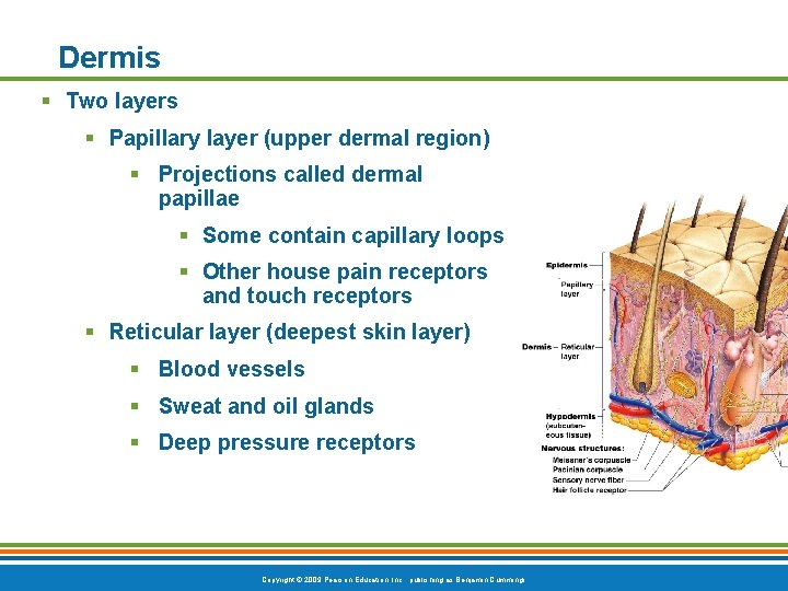 Dermis § Two layers § Papillary layer (upper dermal region) § Projections called dermal