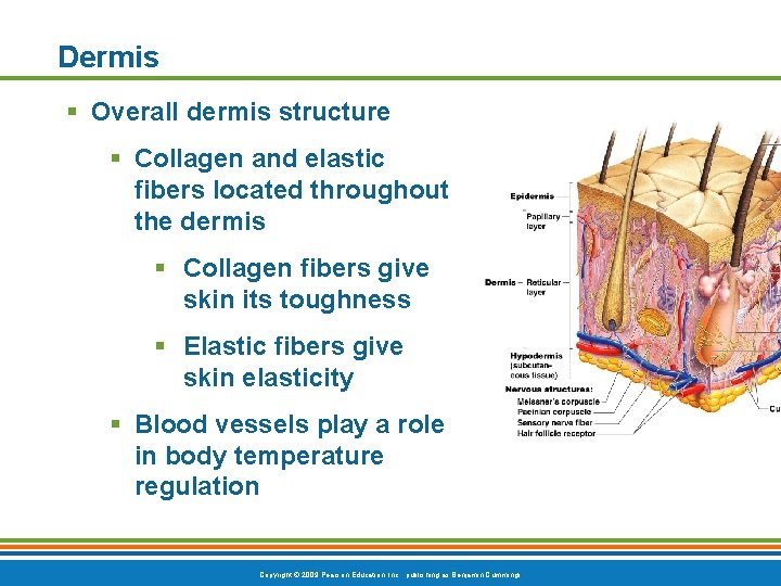 Dermis § Overall dermis structure § Collagen and elastic fibers located throughout the dermis