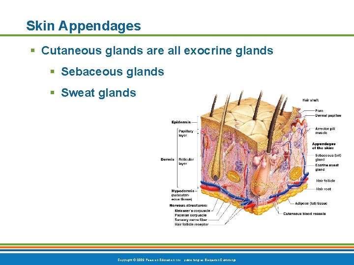 Skin Appendages § Cutaneous glands are all exocrine glands § Sebaceous glands § Sweat