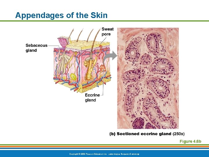 Appendages of the Skin Figure 4. 6 b Copyright © 2009 Pearson Education, Inc.