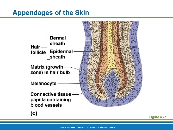 Appendages of the Skin Figure 4. 7 c Copyright © 2009 Pearson Education, Inc.