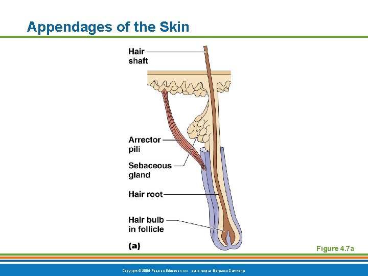 Appendages of the Skin Figure 4. 7 a Copyright © 2009 Pearson Education, Inc.