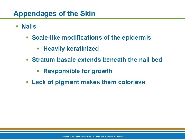 Appendages of the Skin § Nails § Scale-like modifications of the epidermis § Heavily