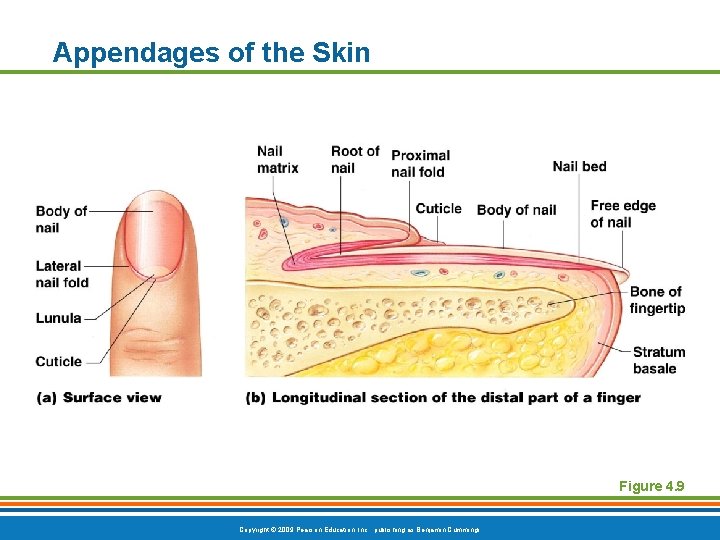 Appendages of the Skin Figure 4. 9 Copyright © 2009 Pearson Education, Inc. ,
