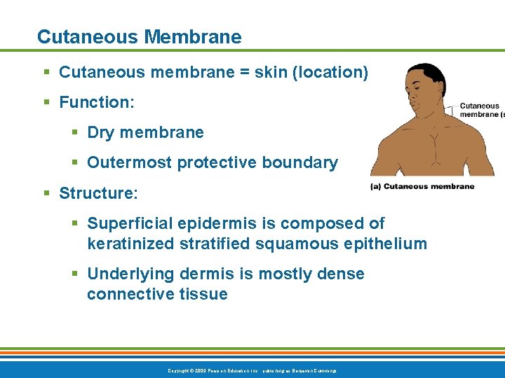 Cutaneous Membrane § Cutaneous membrane = skin (location) § Function: § Dry membrane §