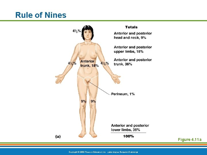 Rule of Nines Figure 4. 11 a Copyright © 2009 Pearson Education, Inc. ,