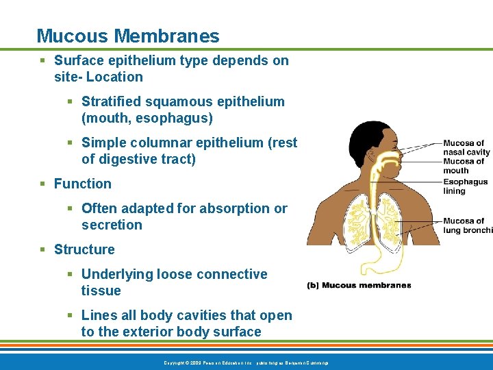 Mucous Membranes § Surface epithelium type depends on site- Location § Stratified squamous epithelium