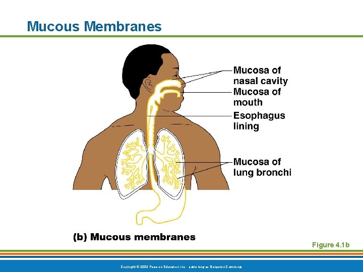 Mucous Membranes Figure 4. 1 b Copyright © 2009 Pearson Education, Inc. , publishing