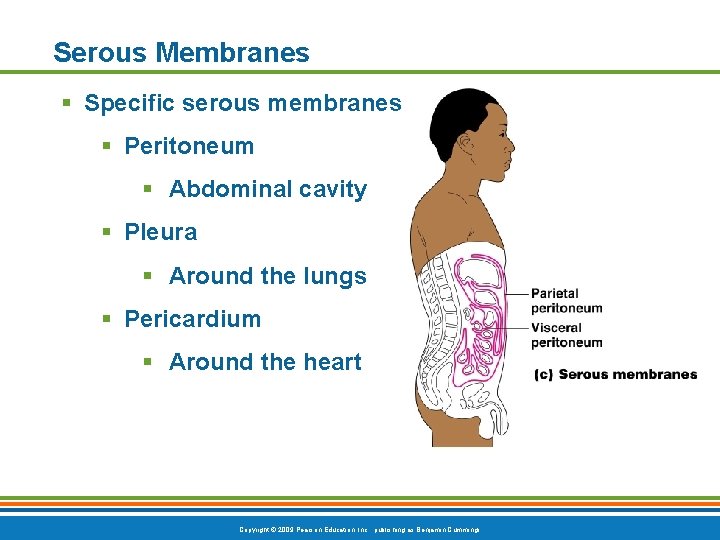 Serous Membranes § Specific serous membranes § Peritoneum § Abdominal cavity § Pleura §