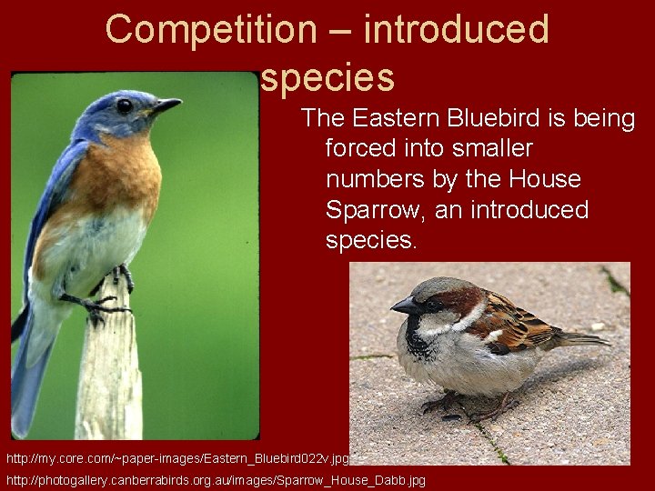 Competition – introduced species The Eastern Bluebird is being forced into smaller numbers by