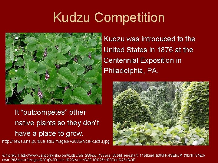 Kudzu Competition • Kudzu was introduced to the • • • United States in