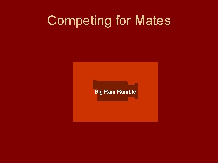 Competing for Mates Big Ram Rumble 