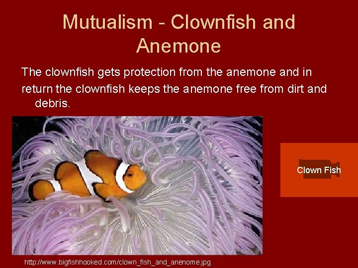 Mutualism - Clownfish and Anemone The clownfish gets protection from the anemone and in