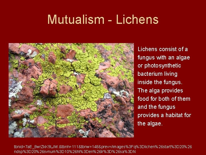 Mutualism - Lichens consist of a fungus with an algae or photosynthetic bacterium living