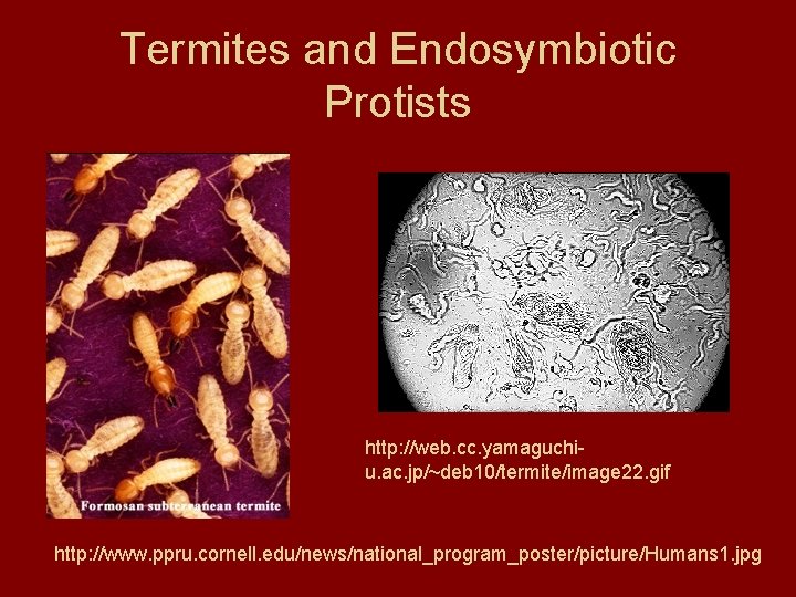 Termites and Endosymbiotic Protists http: //web. cc. yamaguchiu. ac. jp/~deb 10/termite/image 22. gif http: