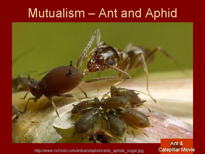 Mutualism – Ant and Aphid http: //www. richsoil. com/antsandaphids/ants_aphids_sugar. jpg Ant & Catepillar Movie