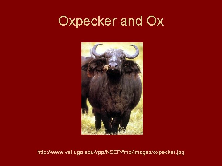Oxpecker and Ox http: //www. vet. uga. edu/vpp/NSEP/fmd/Images/oxpecker. jpg 